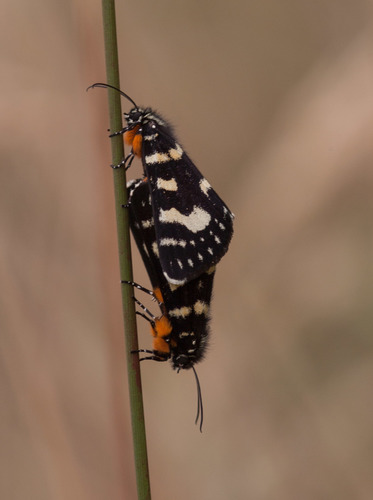 Willow-herb Day-moth