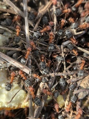 Formica integroides