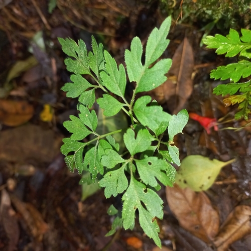 Mikania ternata, photograph 4