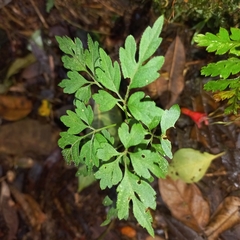 Mikania ternata, photograph (c) Patrícia Mees, some rights reserved (CC BY)