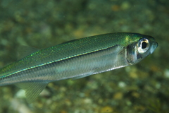 Sand Smelt photo 5