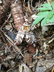 Endromis versicolora