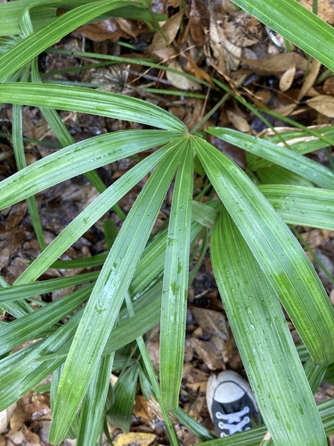 Image of Rhapidophyllum hystrix by no rights reserved