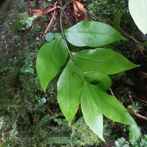 Image of Olfersia cervina by (c) Patrícia Mees, some rights reserved (CC BY)