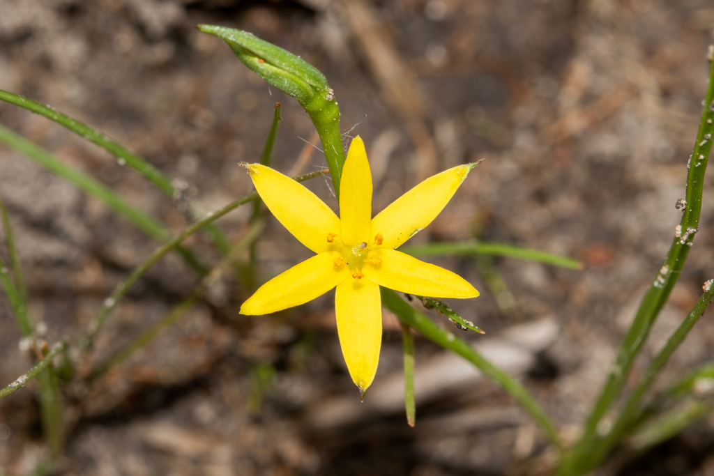 Hypoxis nervosa