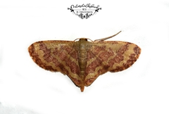 Lophophleps phoenicoptera