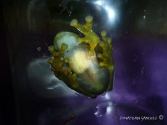 Centrolenidae