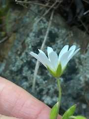 Cerastium viride