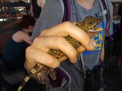 Gonocephalus bornensis
