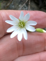 Cerastium viride