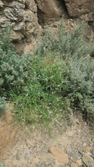 Physorhynchus chamaerapistrum