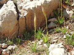 Eremurus spectabilis