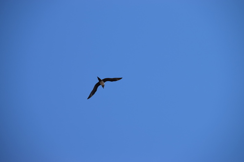 Parasitic Jaeger (Stercorarius parasiticus), photo 10