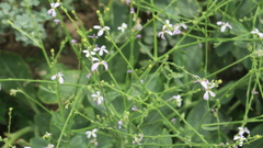 Physorhynchus chamaerapistrum