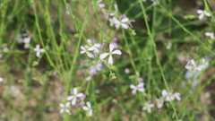 Physorhynchus chamaerapistrum