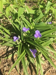 Tradescantia subaspera