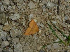 Watsonalla cultraria