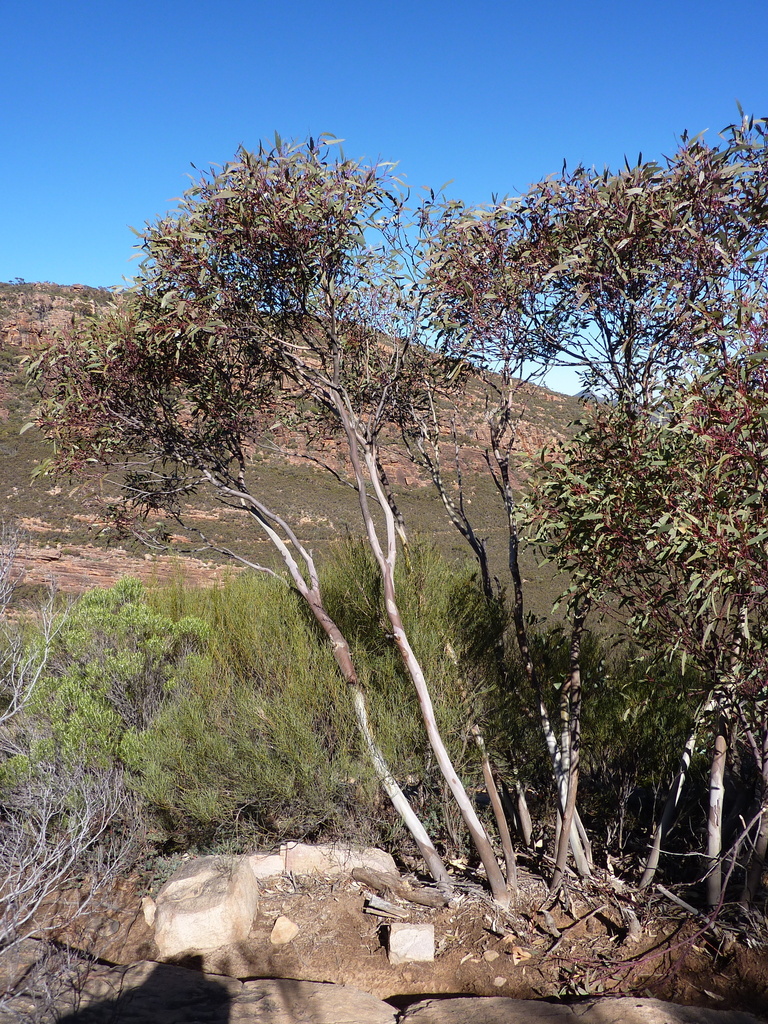 Flinders Mallee
