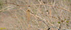 Corylus heterophylla