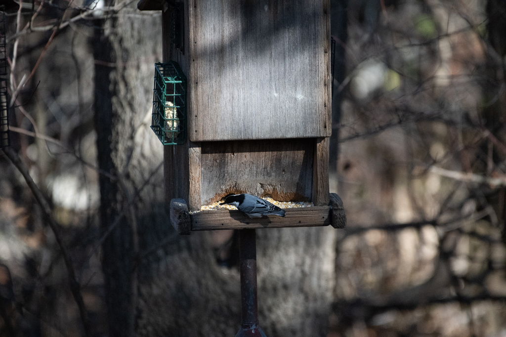 White breasted Nuthatch From Scott County IA USA On December 7 2023 white-breasted-nuthatch-from-scott-county-ia-usa-on-december-7-2023