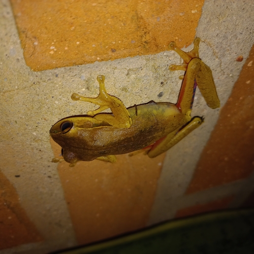 Bischoff's Treefrog