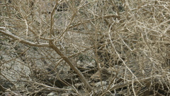 Plocama aucheri