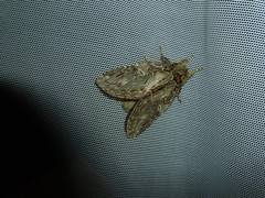 Peridea anceps