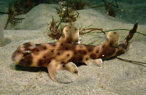Horn shark (Heterodontus francisci) — Heterodontidae — 5