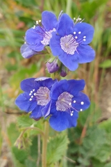 Phacelia viscida viscida