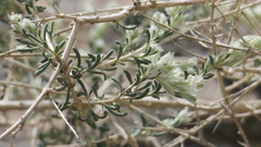 Plocama aucheri