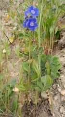 Phacelia viscida viscida