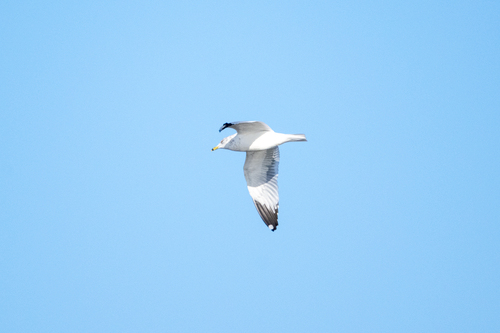 Ring-billed Gull photographed in Iowa