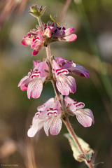 Collinsia tinctoria