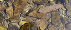 Gordiidae