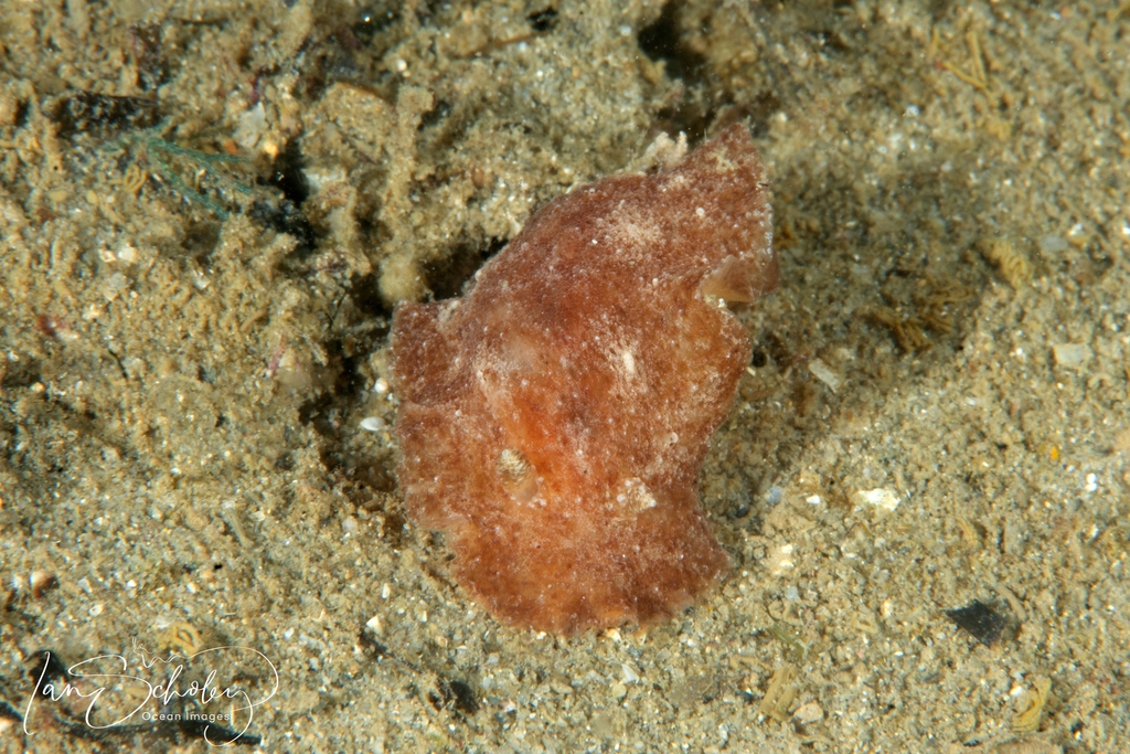 Sclerodoris trenberthi