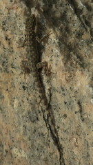 Pristurus celerrimus