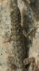 Pristurus celerrimus