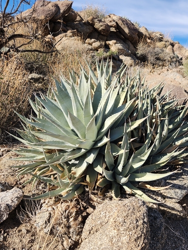 Agave deserti