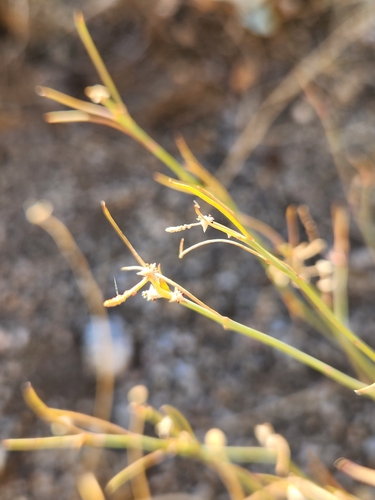 Image of Stillingia linearifolia by no rights reserved