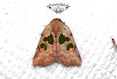 Xenochroa chlorostigma