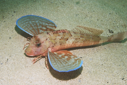 Streaked Gurnard