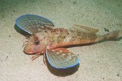 Streaked Gurnard photo 3