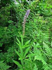 Veronicastrum sibiricum