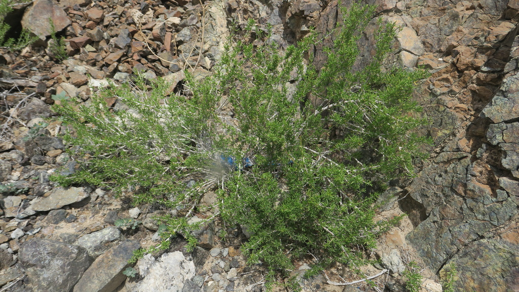 Pteropyrum scoparium