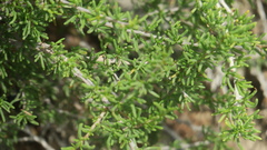 Pteropyrum scoparium