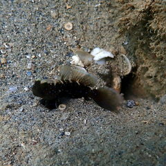 Barred Prawn-Goby photo 3