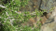 Pteropyrum scoparium