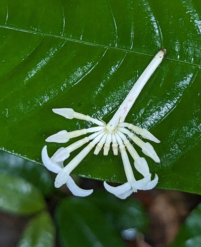 Faramea corymbosa