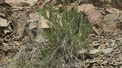 Pteropyrum scoparium
