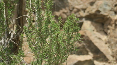 Pteropyrum scoparium